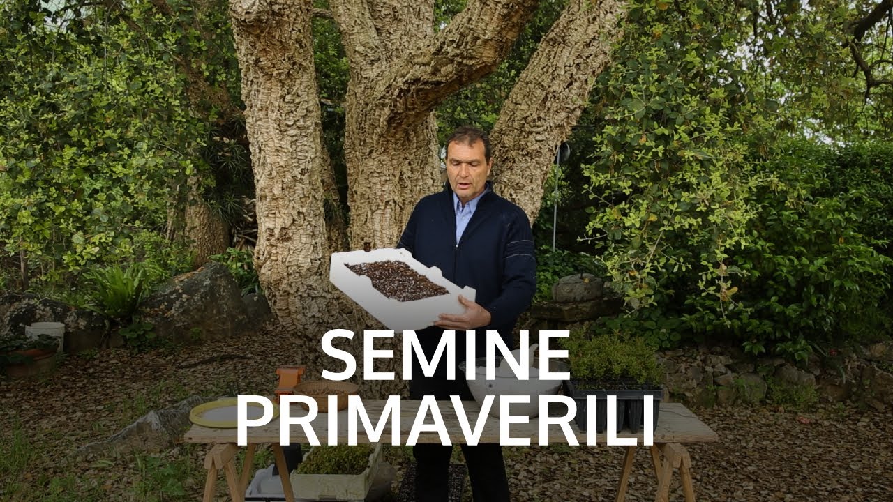Semine Primaverili: Semina di un Melograno Nano e Tecniche di Ripicchettaggio
