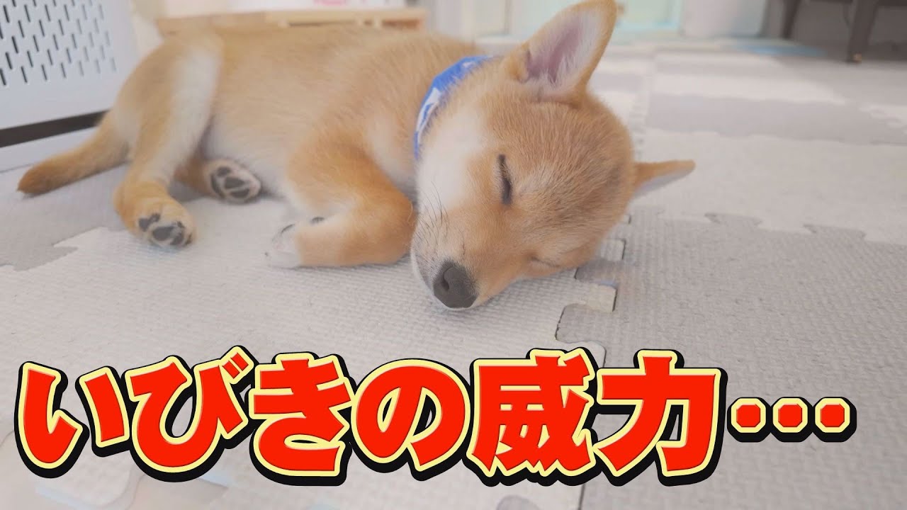 自分の大きな「いびき」に驚き、起きてしまう子犬・・・