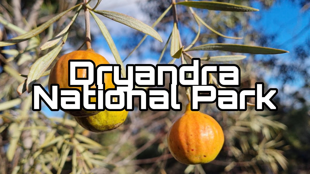 The Dryandra Woodland National Park | Western Australia