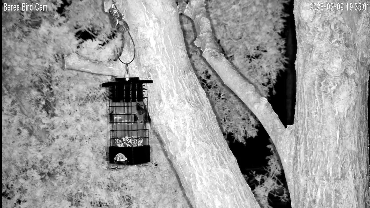 Berea Bird Cam