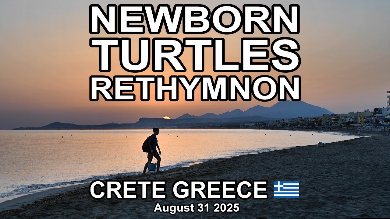 NEWBORN TURTLES RETHYMNON CRETE 2025 (4K)