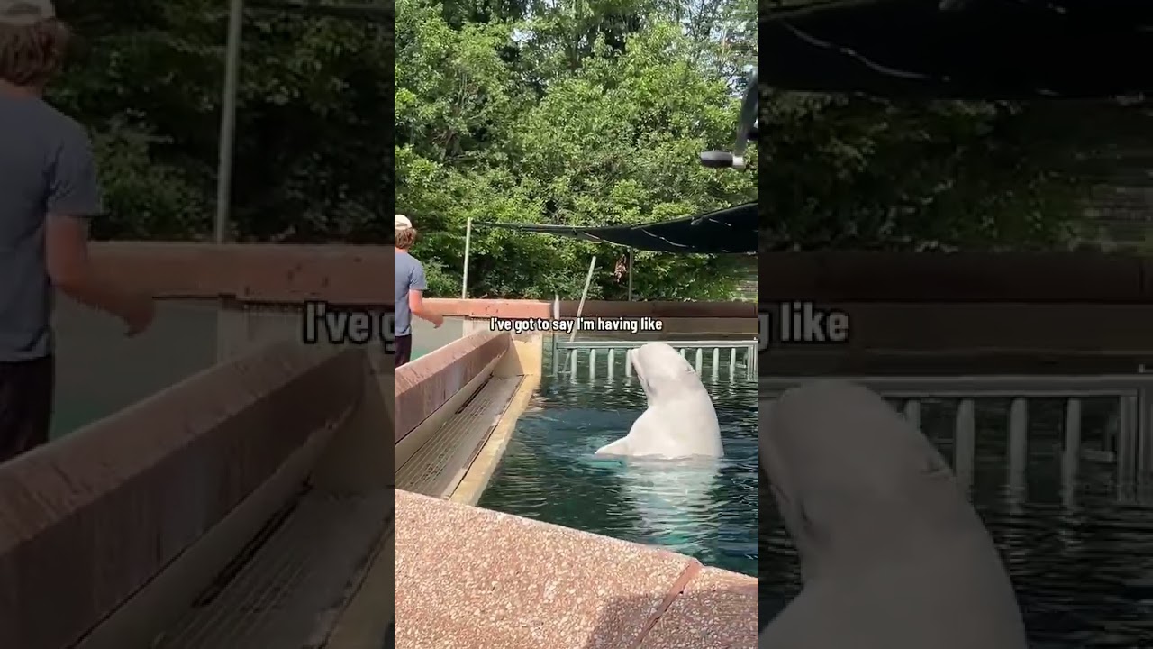 We visited the dead mall of aquatic themed amusement parks #marineland