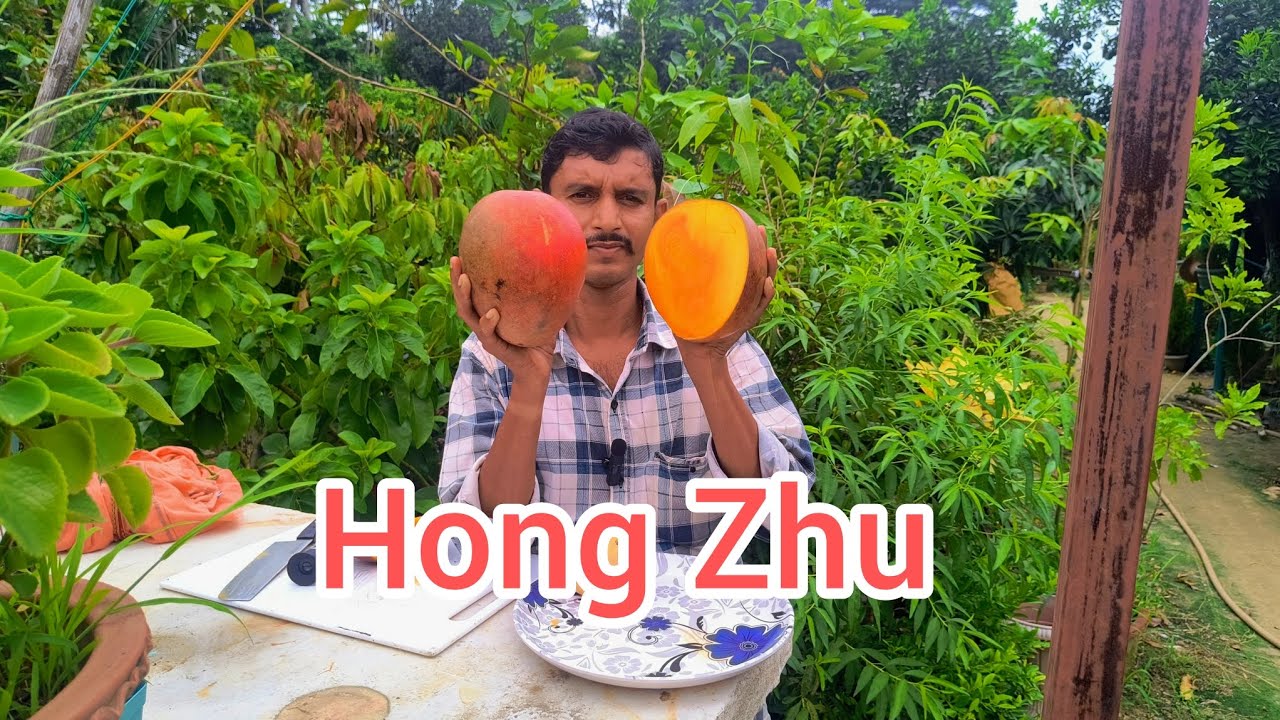 Hong Zhu mango 🥭🥭🥭 test review @Baidya Nursery