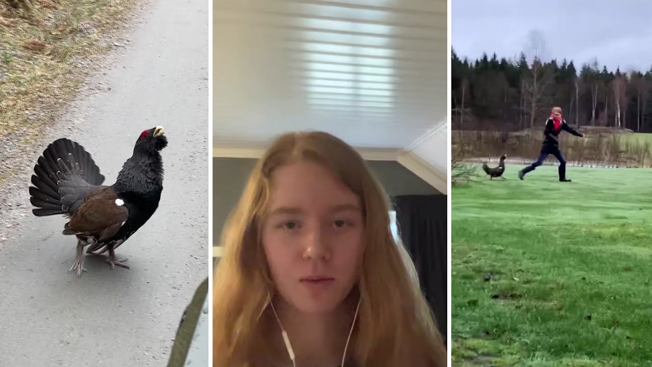 Sagas panikartade flykt blev viral – jagades av tjädertupp | Efter fem | TV4 & TV4 Play