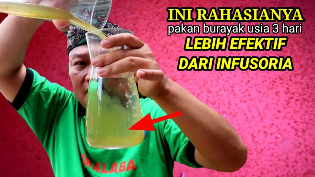 ini pakan burayak ikan cupang usia 3 hari, lebih efektik dari infusoria...