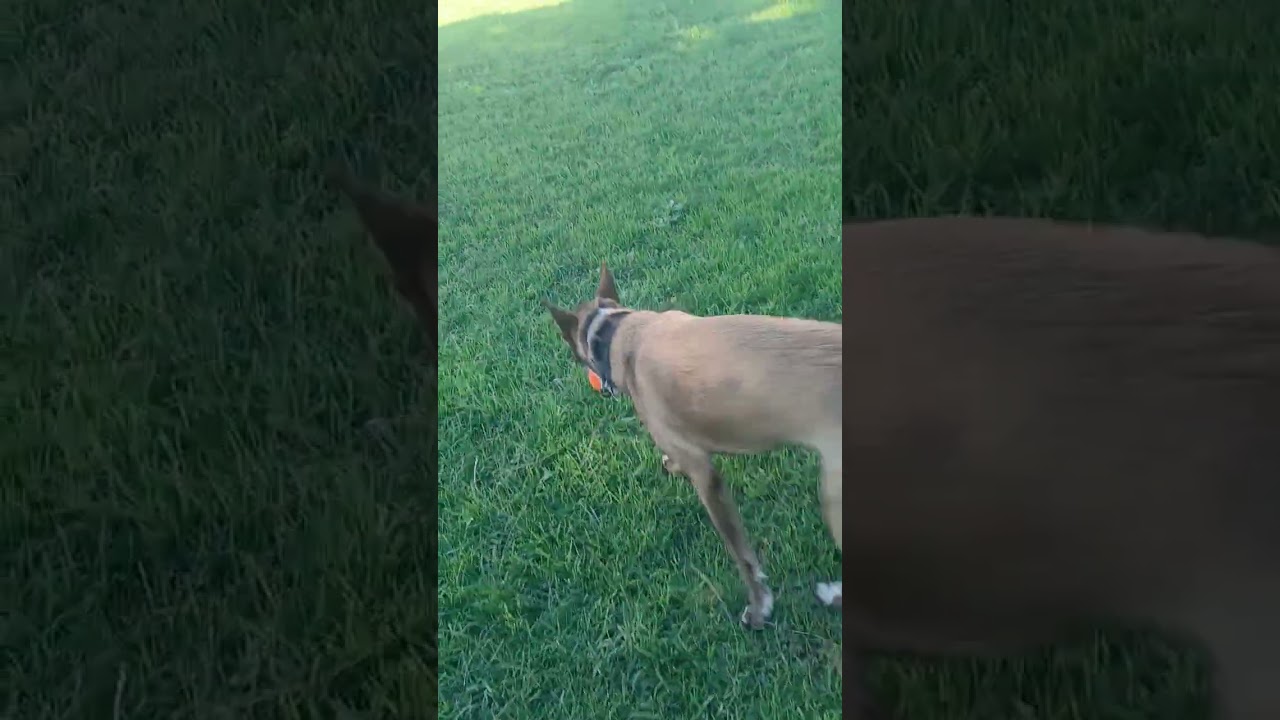 So excited and zoomie time..(Mary Jane & Miss Dinky)