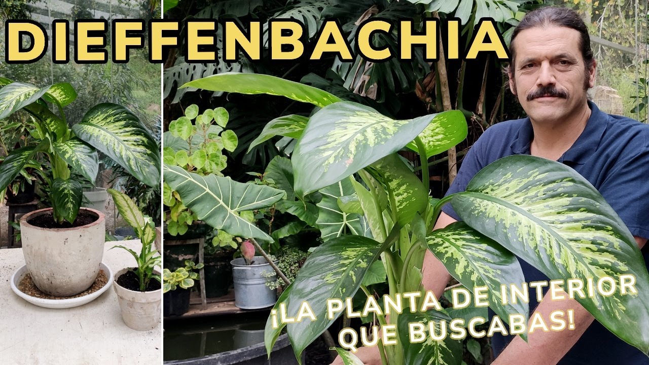 Cuidados DIEFFENBACHIA ¡Esta planta se volverá tu mejor amiga si eres principiante! // Jardinatis