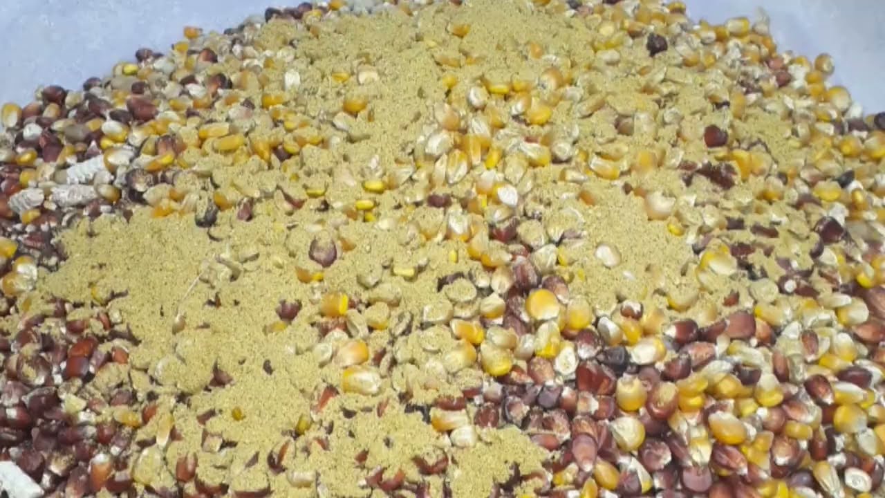 الكلفه المتوازنه للحمام صحه الطيور وعدم الامراض للطيور اساس الكلفه والمياه