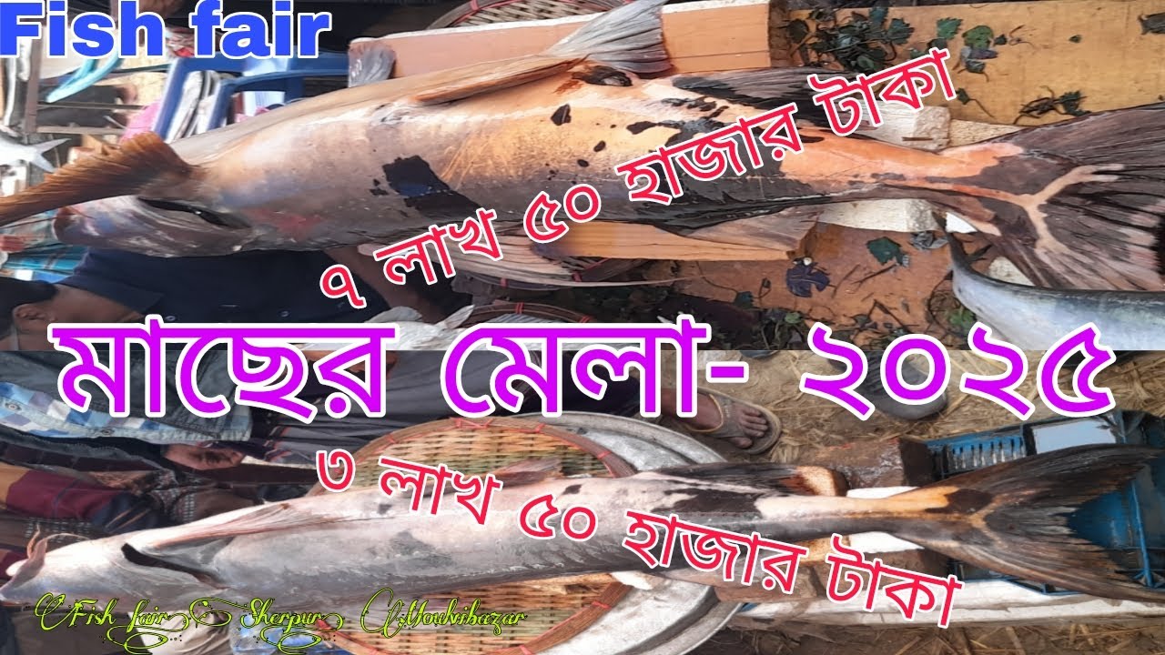 ঐতিহ্যবাহী মাছের মেলা - ২০২৫ | শেরপুর | মৌলভীবাজার | Fish Fair- 2025 | Sherpur | Moulvibazar
