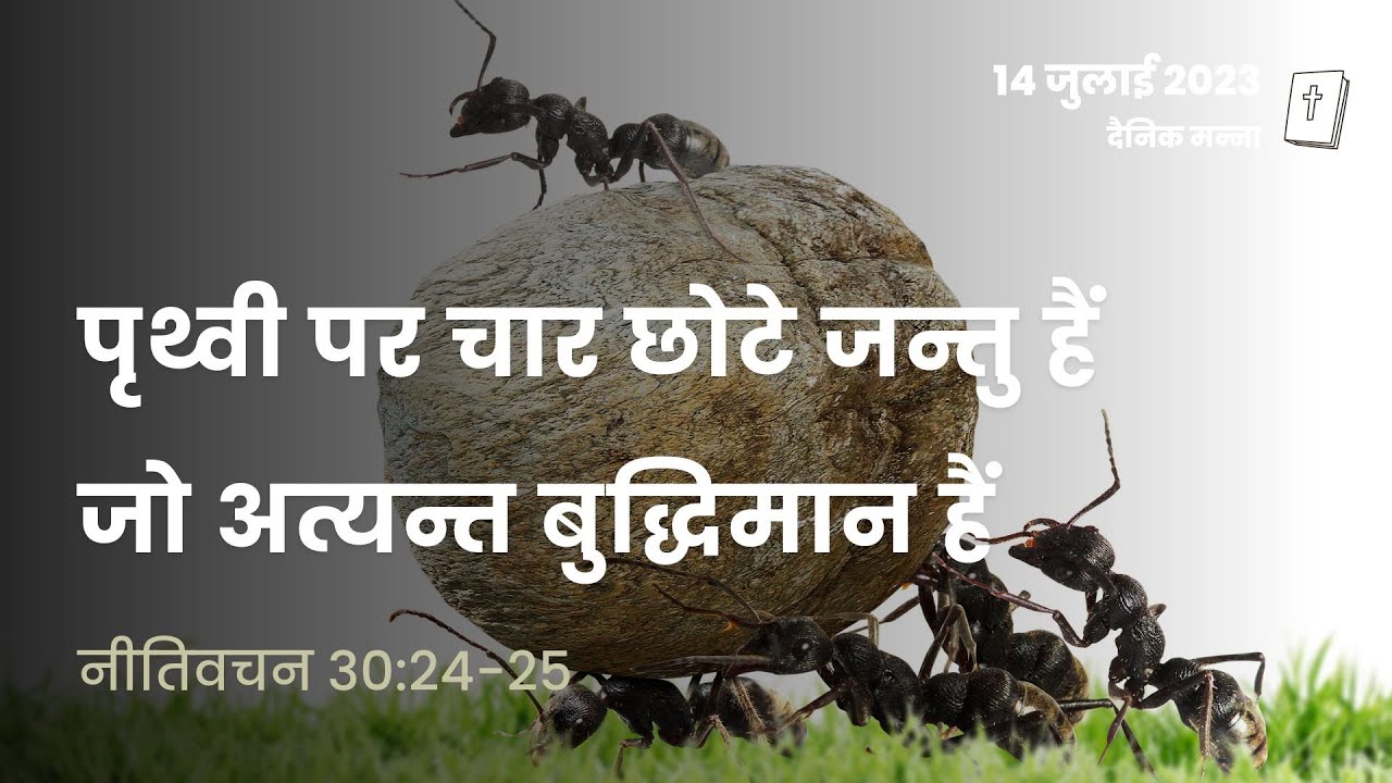 नीतिवचन 30:24-25 | पृथ्वी पर चार छोटे जन्तु हैं, जो अत्यन्त बुद्धिमान हैं | दैनिक मन्ना
