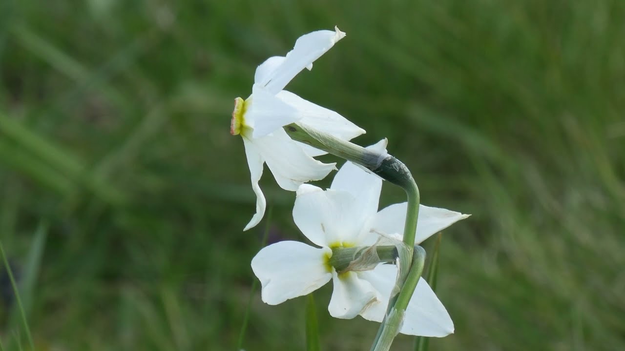 Narcisi nel Canavese