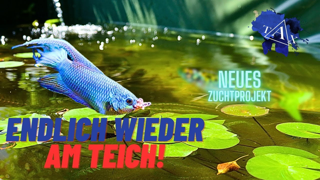 ENDLICH wieder am TEICH! I TAX