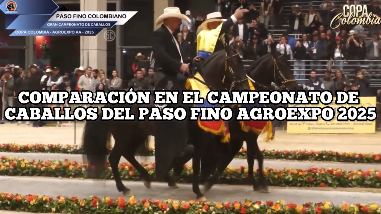 COMPARACIÓN EN EL CAMPEONATO DE CABALLOS DEL PASO FINO AGROEXPO 2025