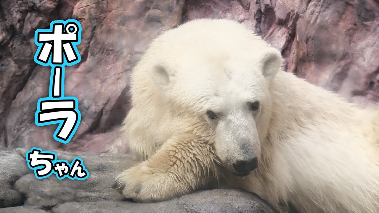 Белый медведь Ладогор и Паула