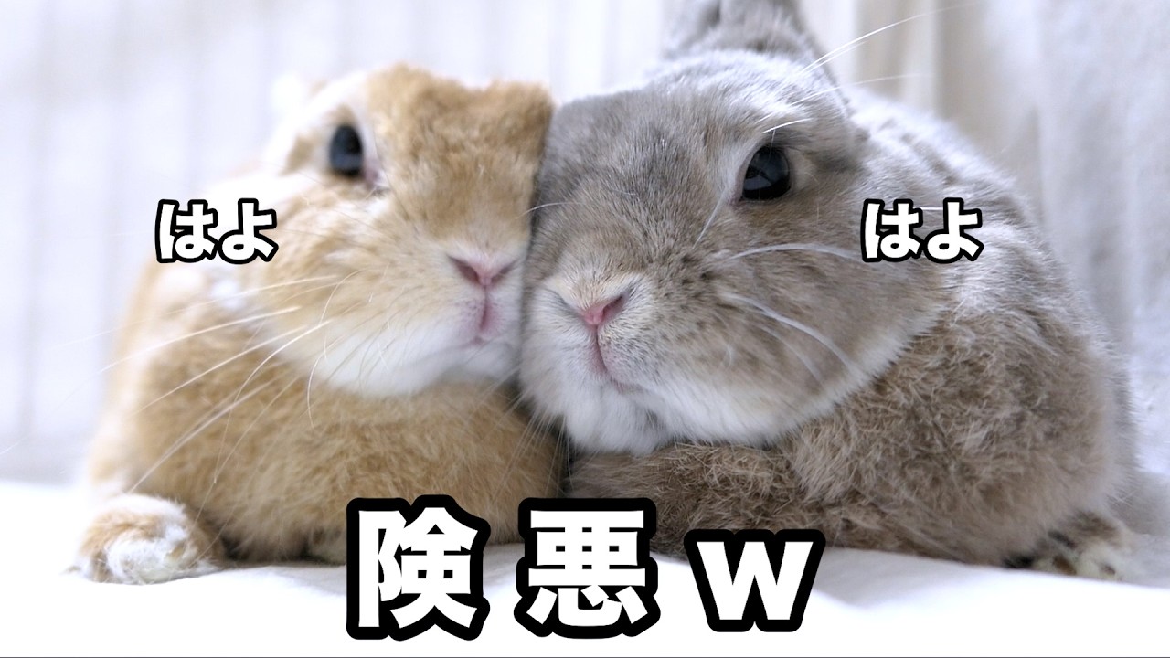 お互いが毛繕いを求めるも全くする気配がないうさぎの空気が険悪w