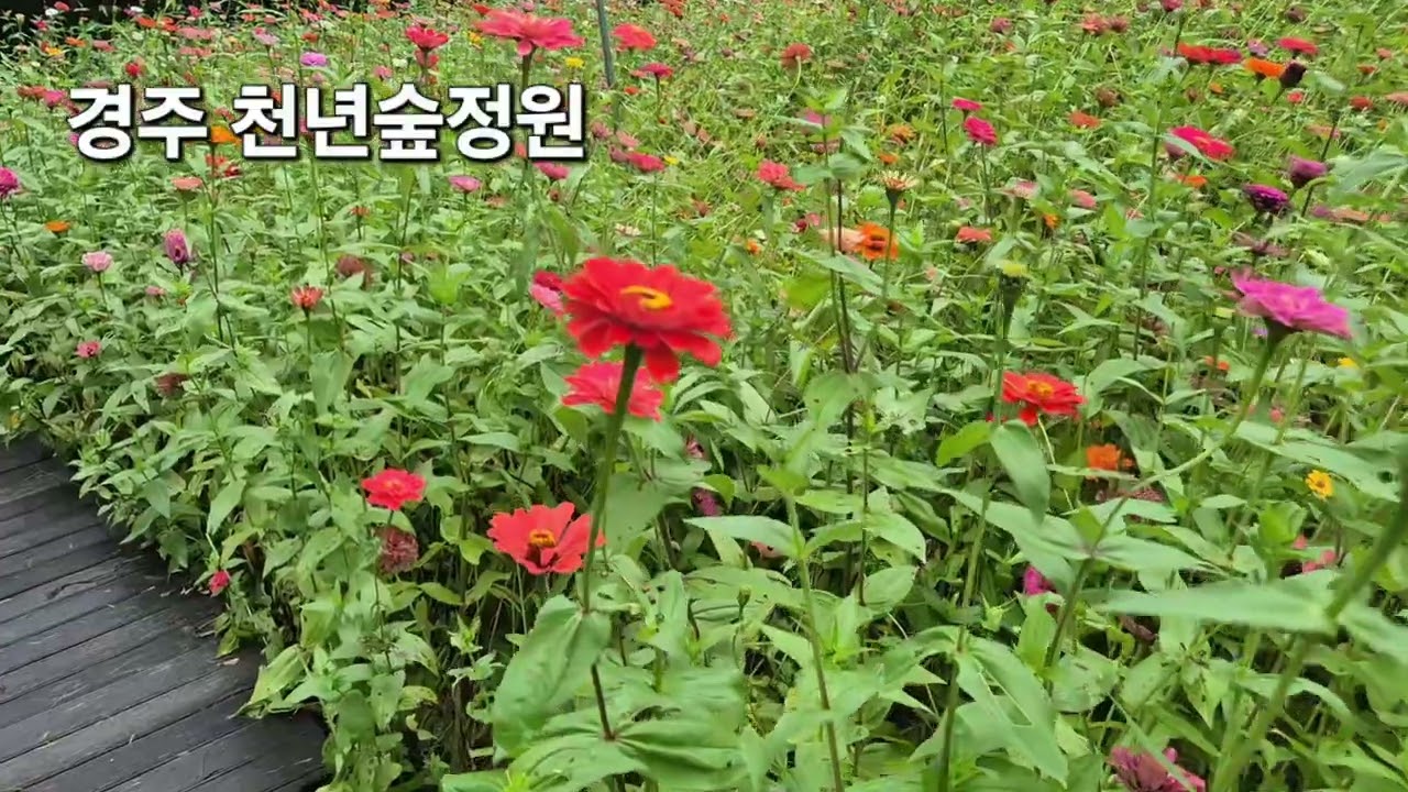 @경주 천년숲정원에서 함께 걸어봐요.