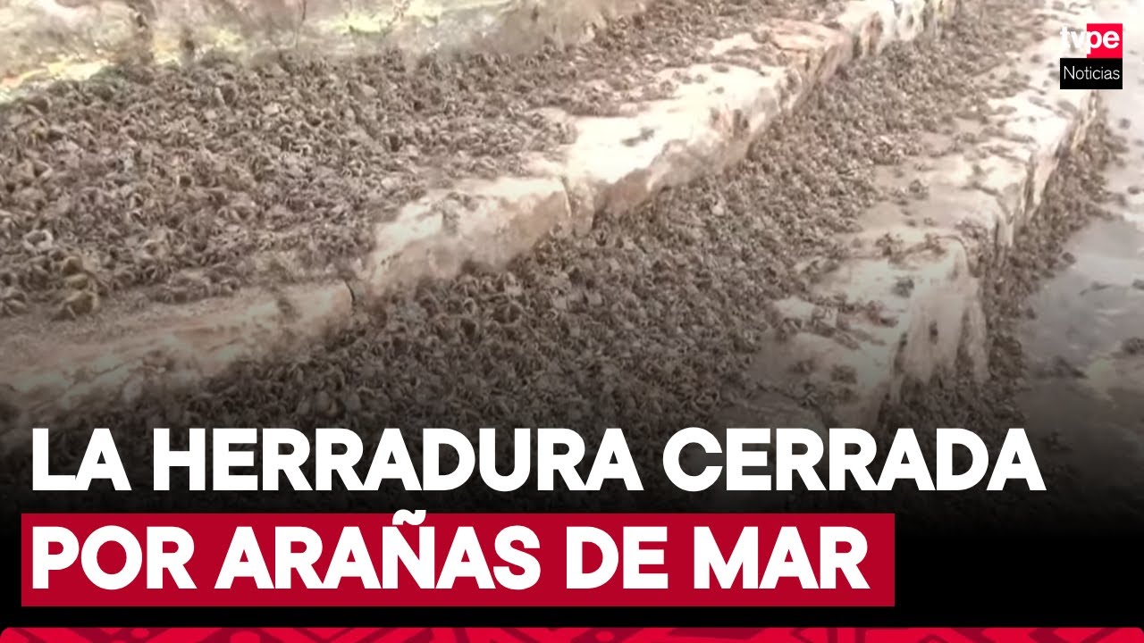 Miles de arañas de mar invaden la playa La Herradura, cubierta recientemente con arena