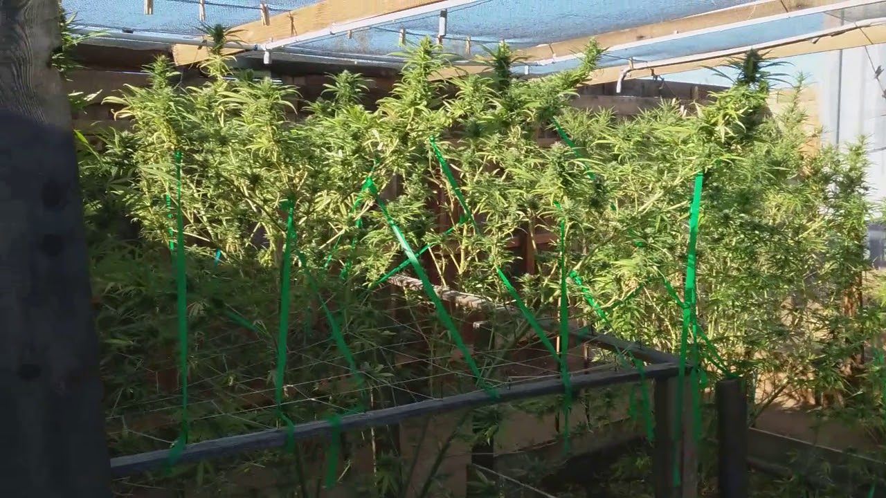 Outdoor cannabis grow SoCal 2018 vol 7