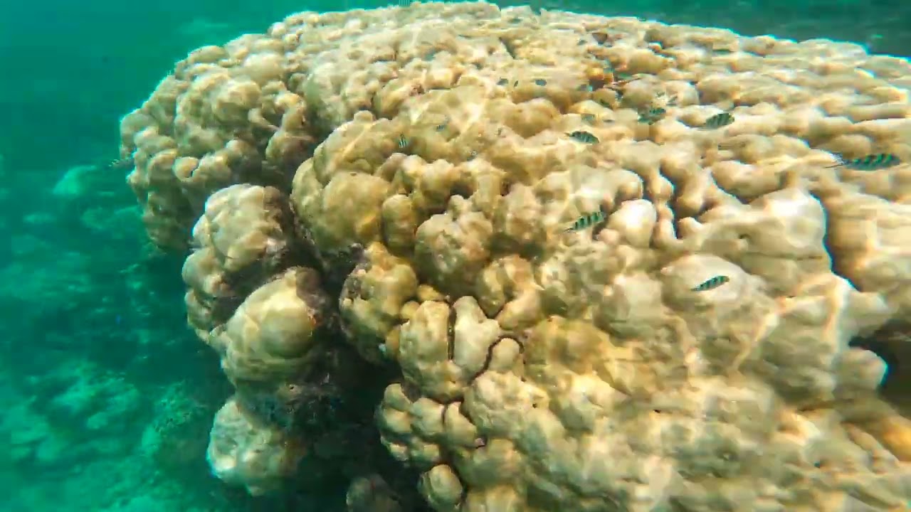 Snorkeling Seychelles. Port Launay