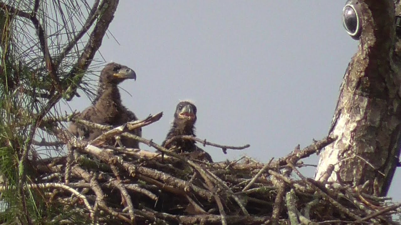 SWFL Eagles_ E's Track H As She Secures The Area ~ E18 Walks On Rails For Breakfast 03-02-21