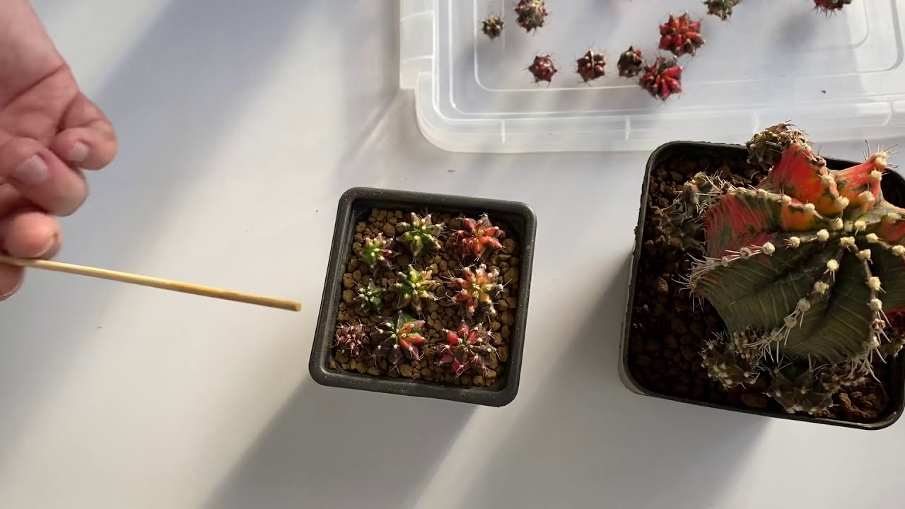 Gymnocalycium anaçlarındaki yavruları nasıl köklendiririz