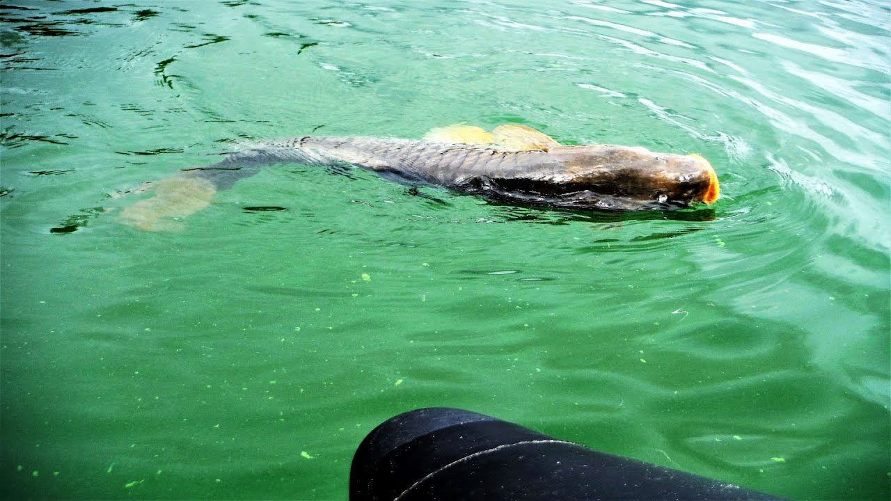 COMO PESCAR MONSTROS NA AGUIEIRA