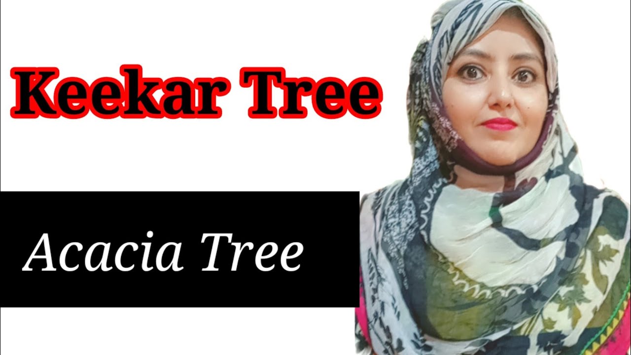 Keekar Tree / Acacia Tree farming | Agriculture with me