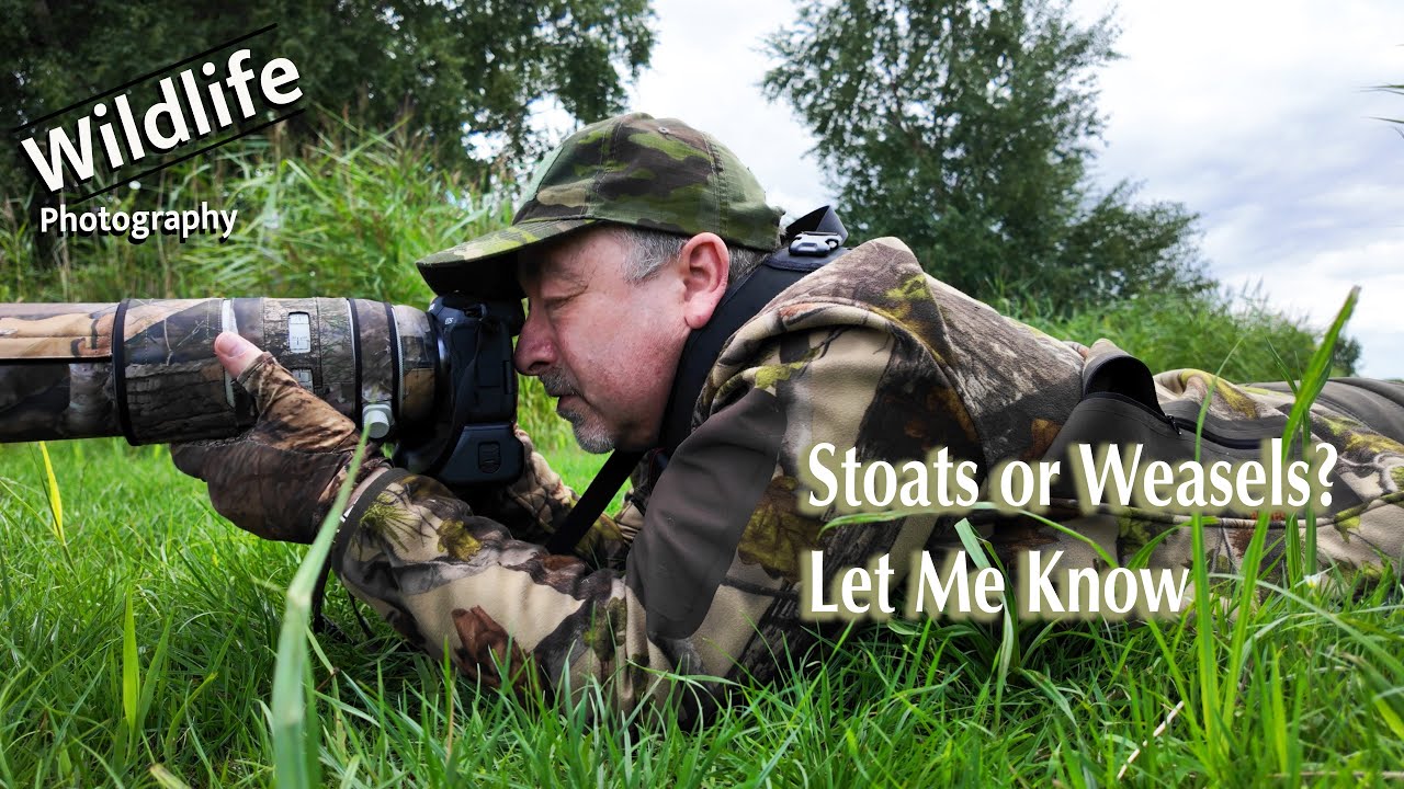 UK Wildlife and Nature Photography - Stoats or Weasels?