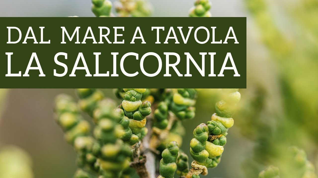 Salicornia, una pianta aromatica davvero particolare