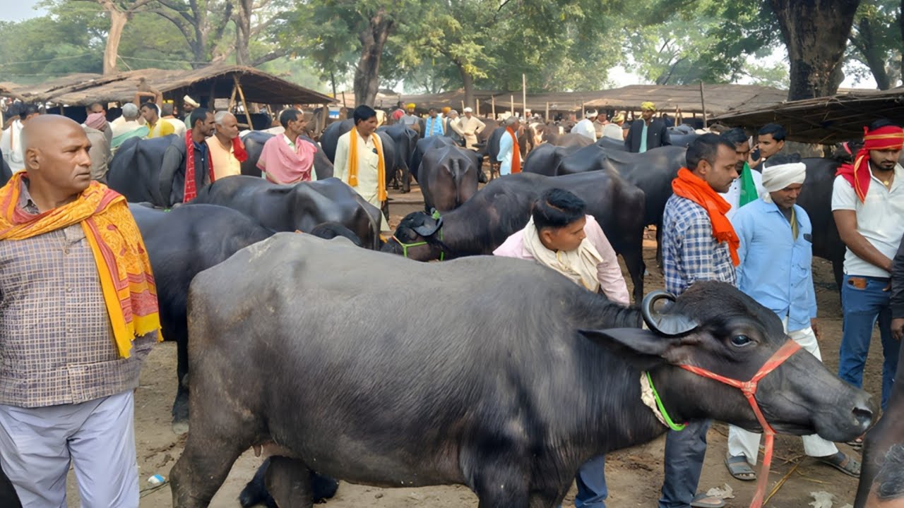 पशु मंडी माझवारी में दिसम्बर के महीना मे भैंस सस्ती दाम में मिलेगी | Majhwari Pashu Mandi 2025 