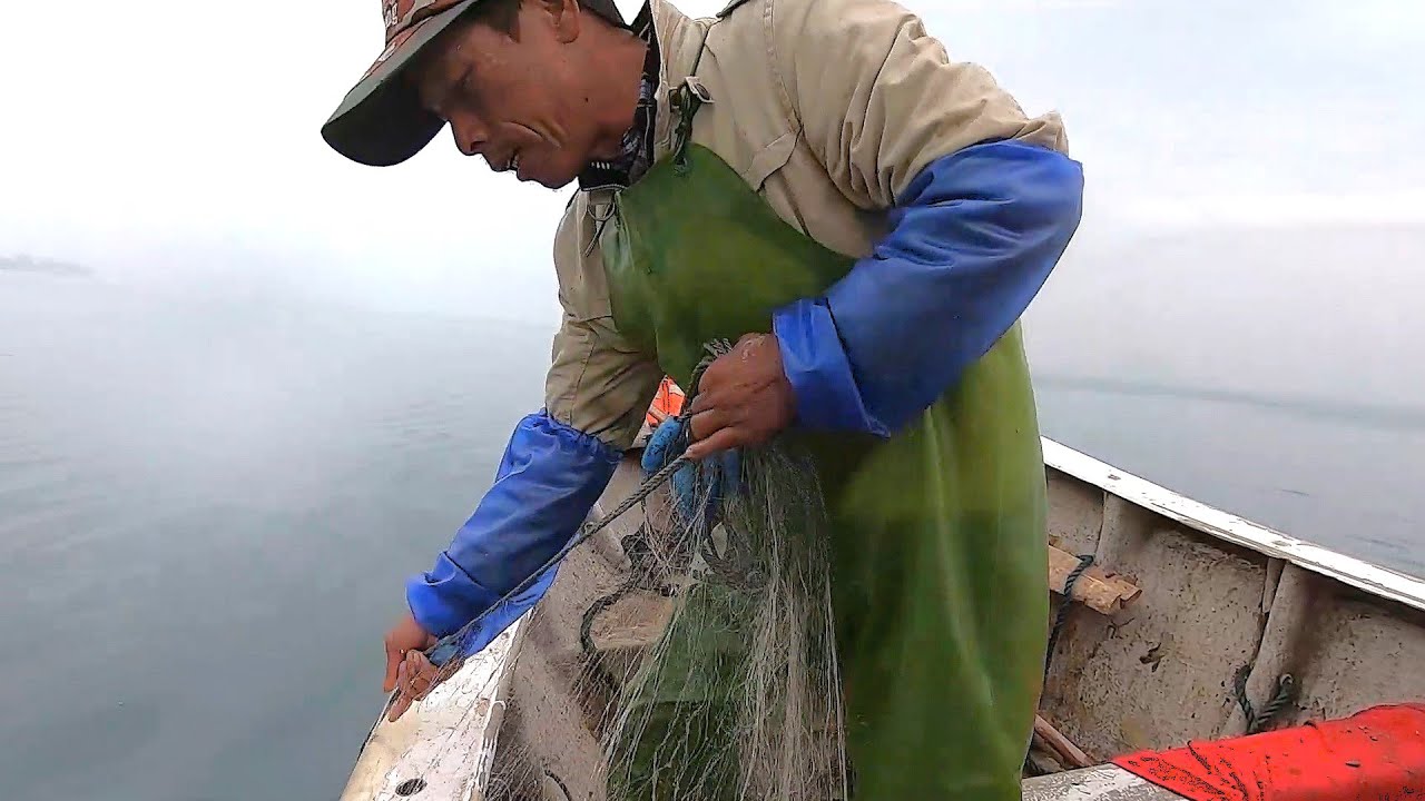 只要放虾网多少有收获，这些虾分给家里长辈，再留一些自己吃了