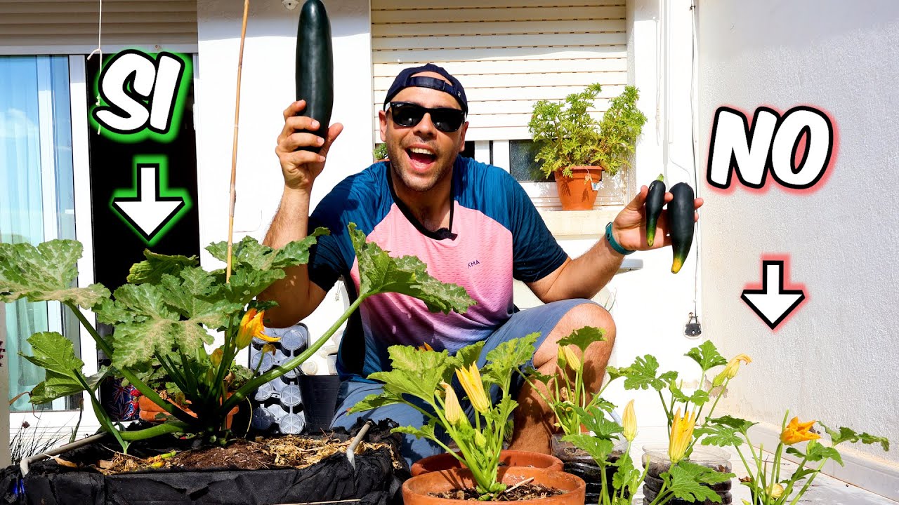Calabacin 🌱cultivar en maceta 🏡 facil Capítulo 14 #huertosinexcusas