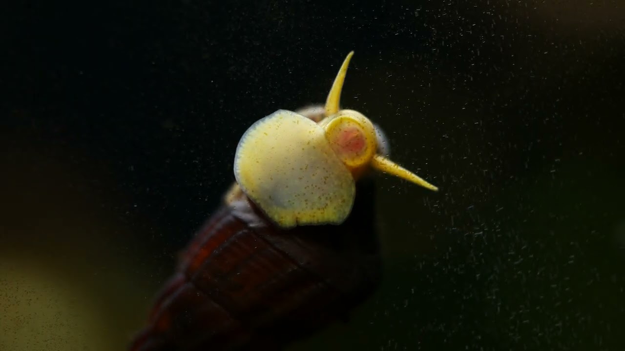 rabbit snail