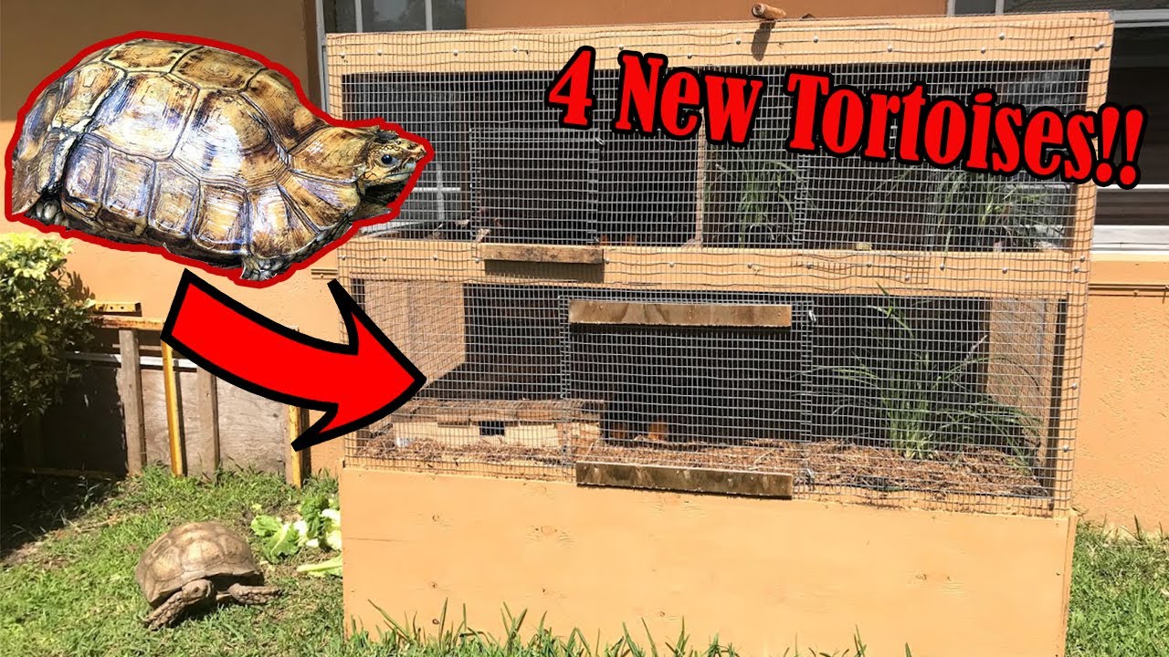 Setting Up a Forest Hingeback Tortoise **3 New Rescue Tortoises** (kinixys Erosa)