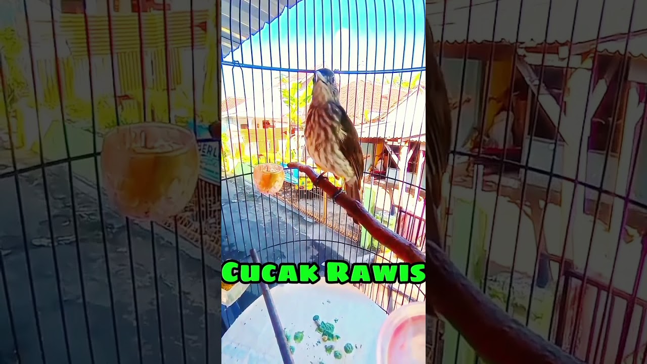 Cucak Rawis gacor cocok buat pancingan burung langsung nyaut