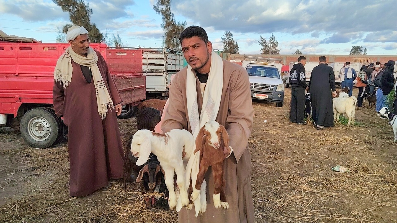 اسعار الماعز الوالد والعشر واللحم والقنيه سوق سيدي سالم المعلم ابراهيم القبراوى للتواصل/٠١٠٩١٠١٧٧٤٧