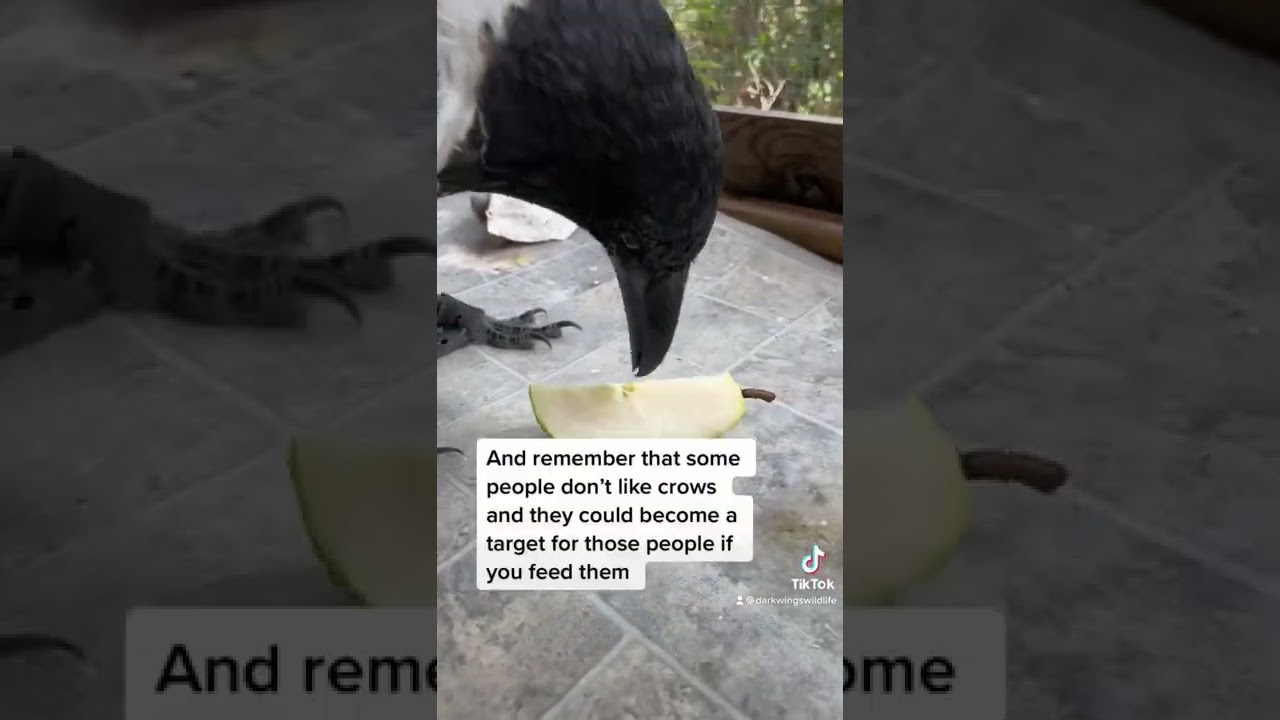 How to befriend a crow!