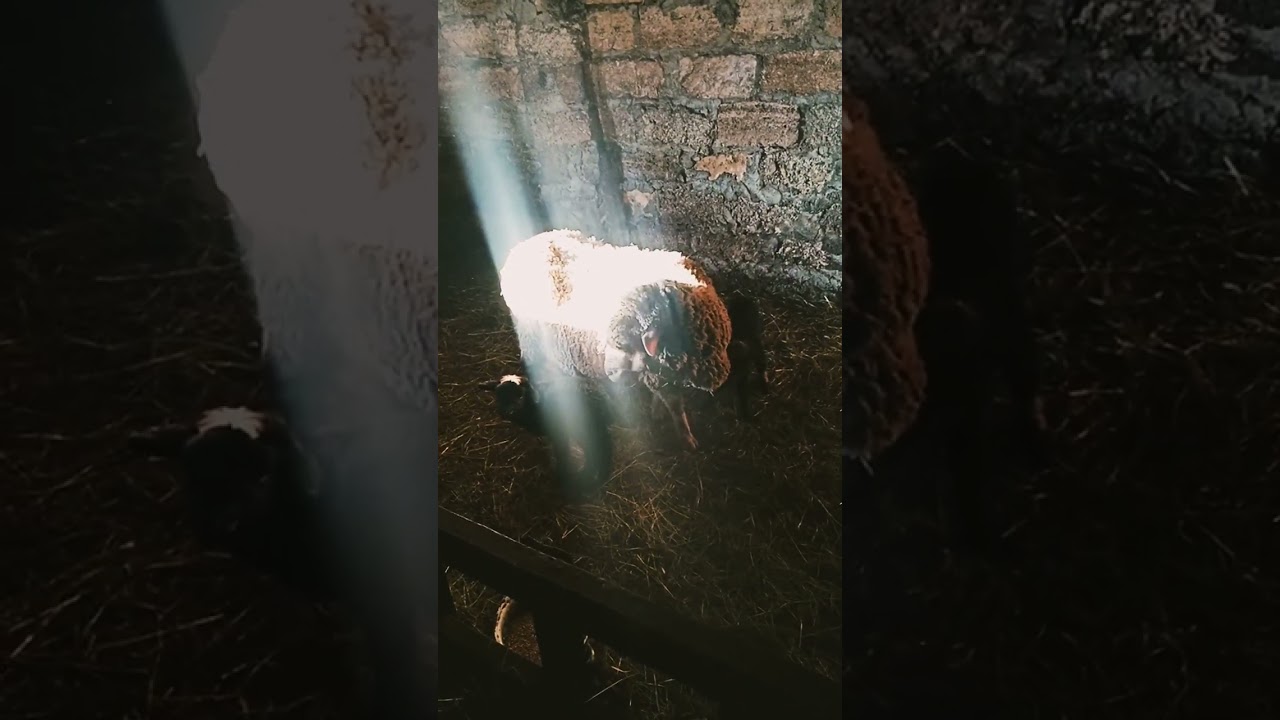 Не кушает овца.