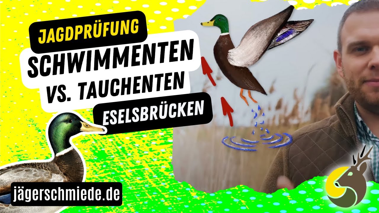 Schwimmenten und Tauchenten - Wissen für die Jagdprüfung! Mit diesen Eselsbrücken klappt's bestimmt.