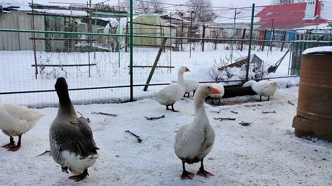 Гуси, пришла зима! Всех с наступающим! 