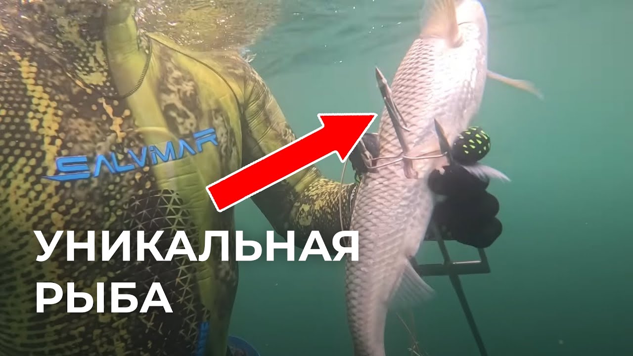 ВСЕ ПОШЛО НЕ ТАК! Как наша ПОДВОДНАЯ ОХОТА в Дагестане стала целым приключением?!
