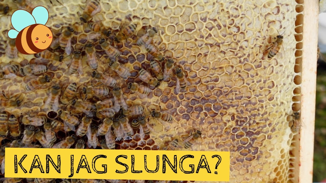 Kan jag slunga HONUNG i &aring;r? Jag kollar min bikupa under h&ouml;sten