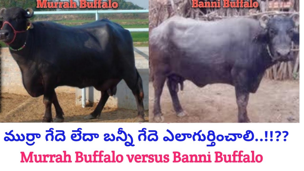 How to diffenciate Murrah and  Banni Buffaloes? Telugu | Dr. Madankumar Vet