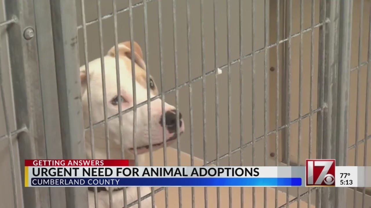 Urgent need for animal adoptions in Cumberland County