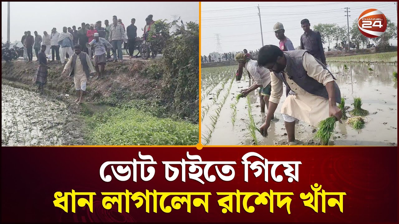 ভোট চাইতে গিয়ে ধান লাগালেন রাশেদ খাঁন | Rashed Khan | Channel 24