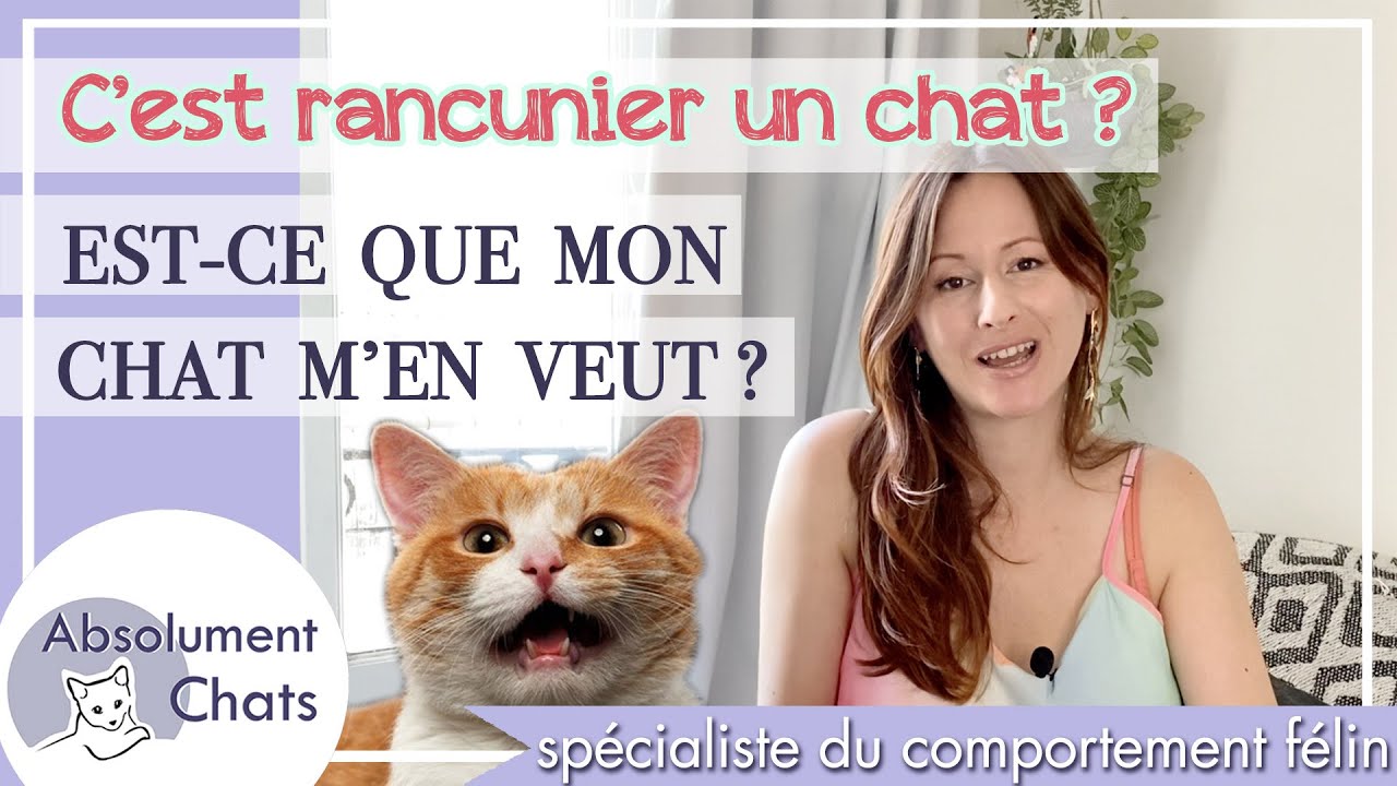 c'est rancunier un chat ? Est-ce que mon chat m'en veut ?