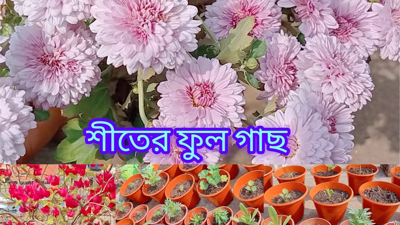 শীতের ফুল গাছ