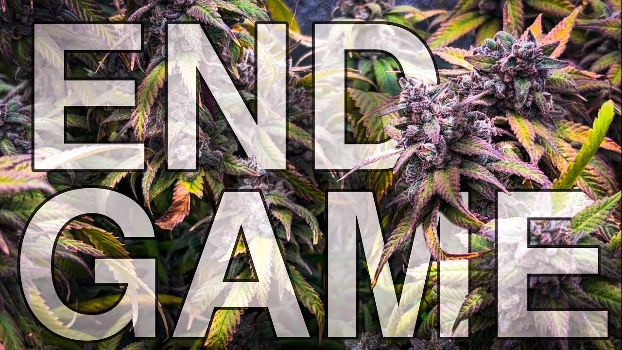 END GAME // Im reVeg- Grow // unterstütz von der Medic Grow Neo 780 der Hesi BIO Range. DAS ERGEBNIS