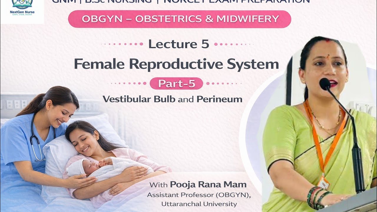 Vestibular bulb and Perineum l Female Reproductive System system Part 5 l 