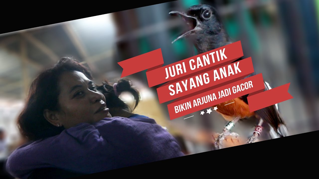 JURI CANTIK DUNIA BURUNG Sayang Anak Bikin Murai Batu Arjuna GACOR BONGKAR ISIAN